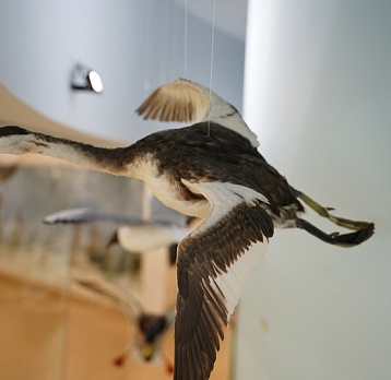 Чомга – птица года